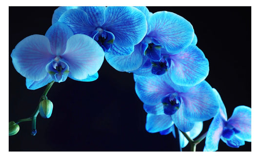 Blue Orchid Glass Wall Art SHF0140