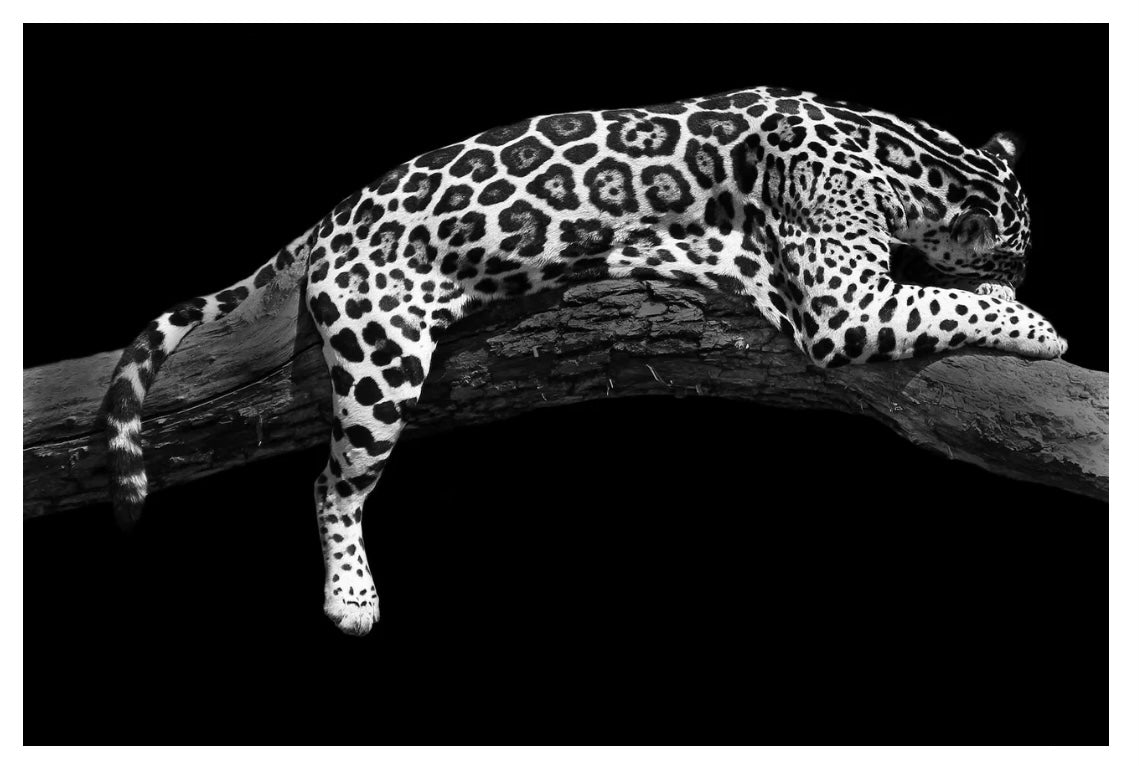 Cheetah On Tree Glass Wall Art SHH1441