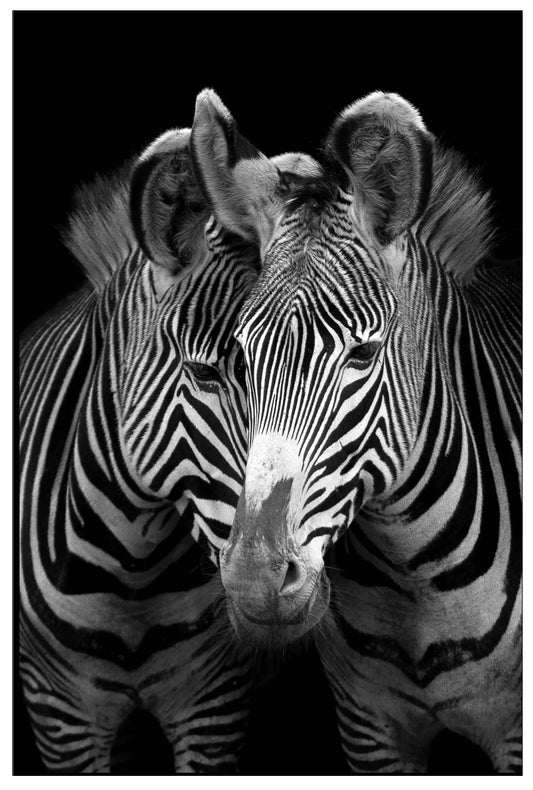 Two Zebras Glass Wall Art SHH0281