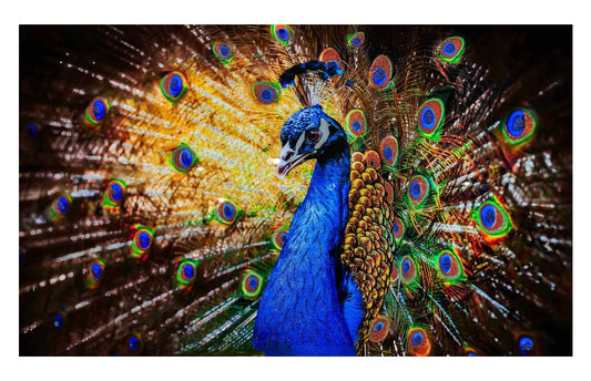 Colorful Peacock w/ Crystals Glass Wall Art SHFA6112