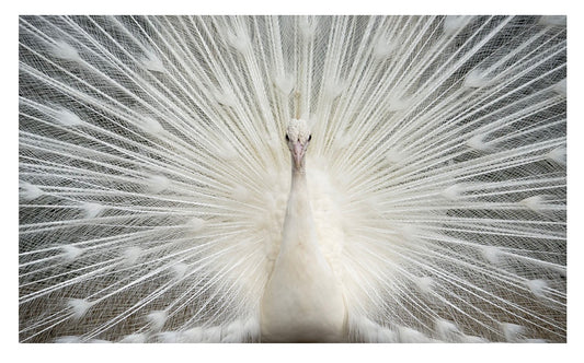 White Peacock w/ Crystals Glass Wall Art SHFA1019